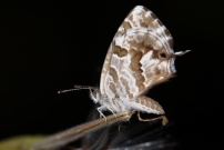 Le Brun des plargoniums (Lpidoptre - Lycaenidae - Cacyreus marshalli)